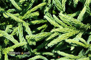 - Cryptomeria japonica Dragon Knight™ Dwarf Japanese Cedar - Mr Maple │ Buy Japanese Maple Trees