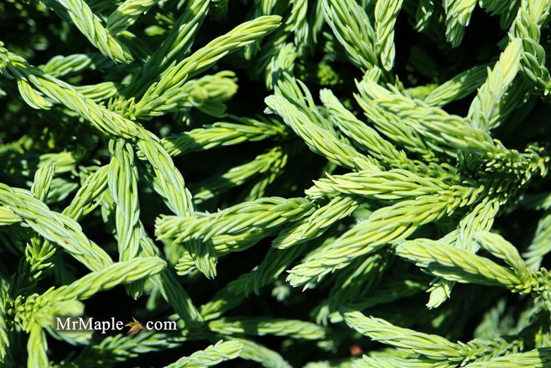 - Cryptomeria japonica Dragon Knight™ Dwarf Japanese Cedar - Mr Maple │ Buy Japanese Maple Trees