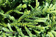 - Cryptomeria japonica Dragon Knight™ Dwarf Japanese Cedar - Mr Maple │ Buy Japanese Maple Trees