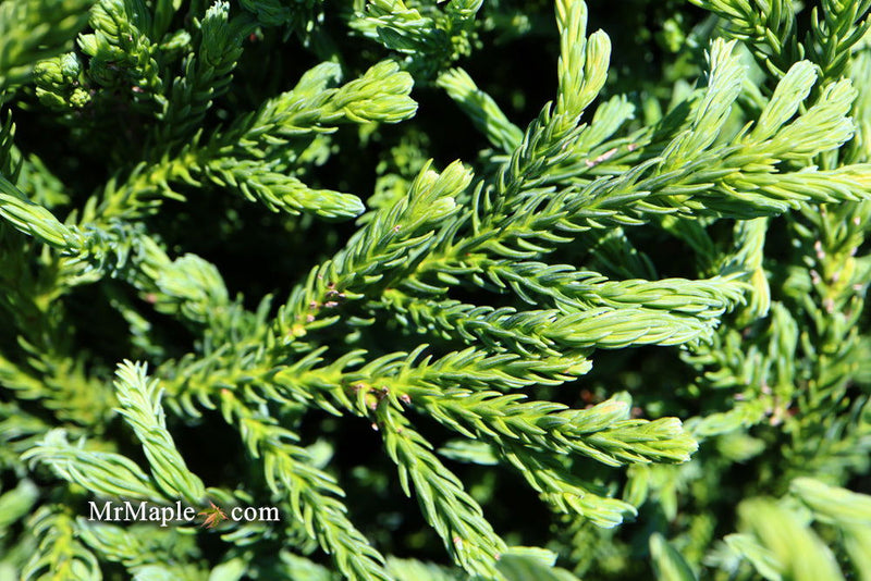 - Cryptomeria japonica Dragon Knight™ Dwarf Japanese Cedar - Mr Maple │ Buy Japanese Maple Trees