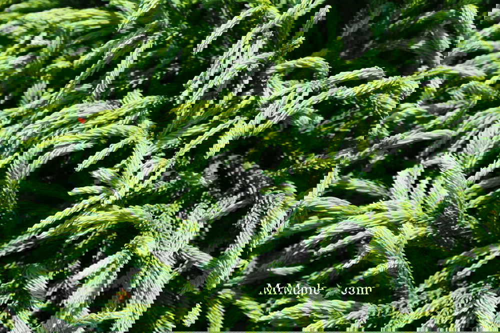 Buy Cryptomeria japonica Dragon Knight™ Dwarf Japanese Cedar — Mr