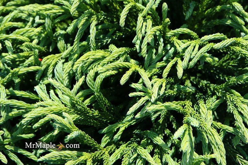 - Cryptomeria japonica Dragon Knight™ Dwarf Japanese Cedar - Mr Maple │ Buy Japanese Maple Trees