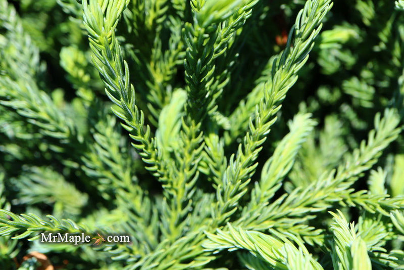 - Cryptomeria japonica Dragon Knight™ Dwarf Japanese Cedar - Mr Maple │ Buy Japanese Maple Trees