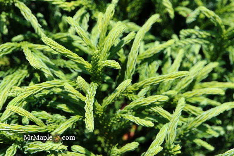 - Cryptomeria japonica Dragon Knight™ Dwarf Japanese Cedar - Mr Maple │ Buy Japanese Maple Trees