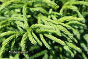- Cryptomeria japonica Dragon Knight™ Dwarf Japanese Cedar - Mr Maple │ Buy Japanese Maple Trees