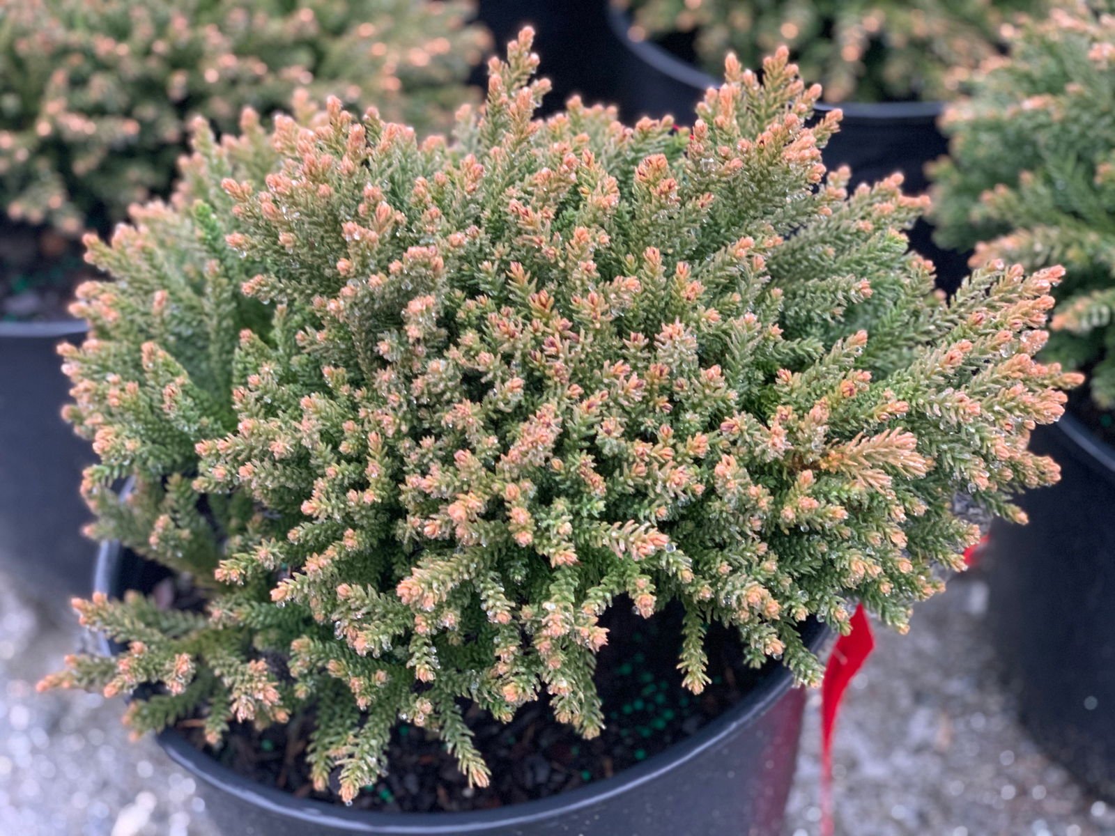 Buy Cryptomeria japonica 'Gifu' Dragon Prince™ Dwarf Japanese