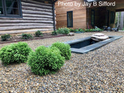 - Cryptomeria japonica 'Gifu' Dragon Prince™ Dwarf Japanese Cedar - Mr Maple │ Buy Japanese Maple Trees