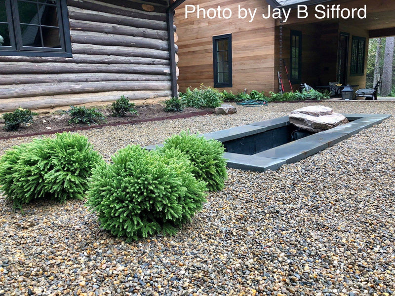 - Cryptomeria japonica 'Gifu' Dragon Prince™ Dwarf Japanese Cedar - Mr Maple │ Buy Japanese Maple Trees