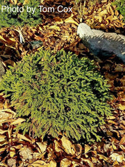 - Cryptomeria japonica 'Gifu' Dragon Prince™ Dwarf Japanese Cedar - Mr Maple │ Buy Japanese Maple Trees