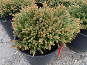 - Cryptomeria japonica 'Gifu' Dragon Prince™ Dwarf Japanese Cedar - Mr Maple │ Buy Japanese Maple Trees