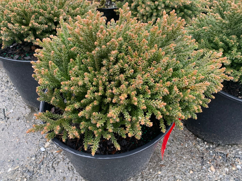 - Cryptomeria japonica 'Gifu' Dragon Prince™ Dwarf Japanese Cedar - Mr Maple │ Buy Japanese Maple Trees