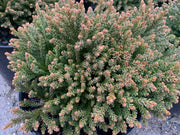 - Cryptomeria japonica 'Gifu' Dragon Prince™ Dwarf Japanese Cedar - Mr Maple │ Buy Japanese Maple Trees