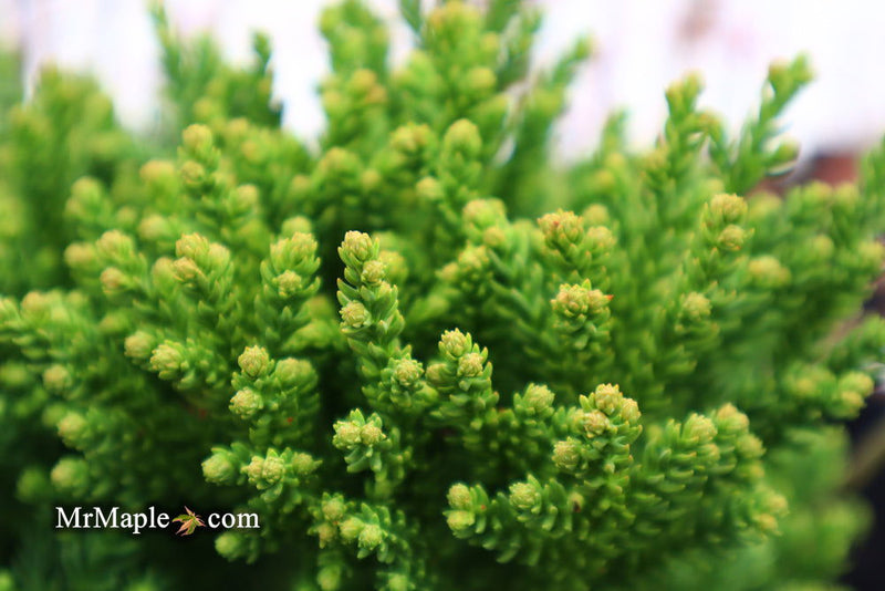- Cryptomeria japonica 'Gifu' Dragon Prince™ Dwarf Japanese Cedar - Mr Maple │ Buy Japanese Maple Trees