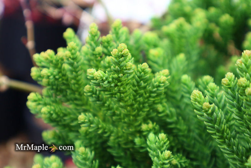 - Cryptomeria japonica 'Gifu' Dragon Prince™ Dwarf Japanese Cedar - Mr Maple │ Buy Japanese Maple Trees