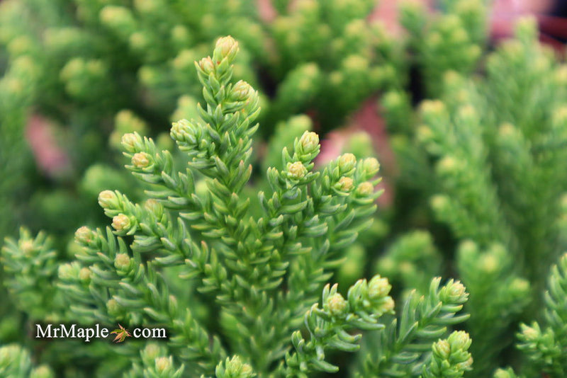 - Cryptomeria japonica 'Gifu' Dragon Prince™ Dwarf Japanese Cedar - Mr Maple │ Buy Japanese Maple Trees