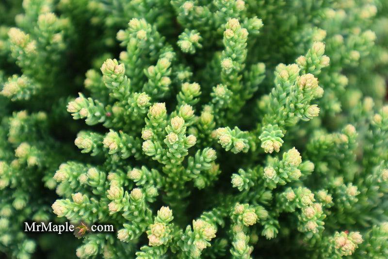 - Cryptomeria japonica 'Gifu' Dragon Prince™ Dwarf Japanese Cedar - Mr Maple │ Buy Japanese Maple Trees