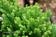 - Cryptomeria japonica 'Gifu' Dragon Prince™ Dwarf Japanese Cedar - Mr Maple │ Buy Japanese Maple Trees