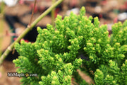 - Cryptomeria japonica 'Gifu' Dragon Prince™ Dwarf Japanese Cedar - Mr Maple │ Buy Japanese Maple Trees