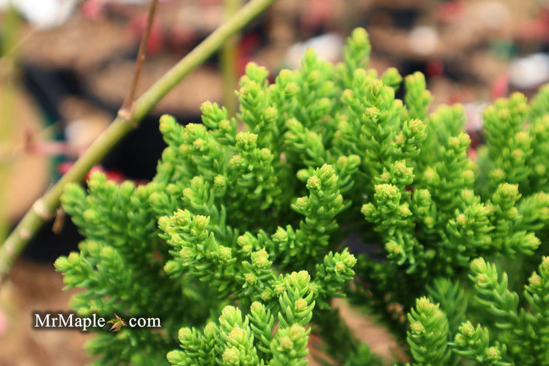 - Cryptomeria japonica 'Gifu' Dragon Prince™ Dwarf Japanese Cedar - Mr Maple │ Buy Japanese Maple Trees