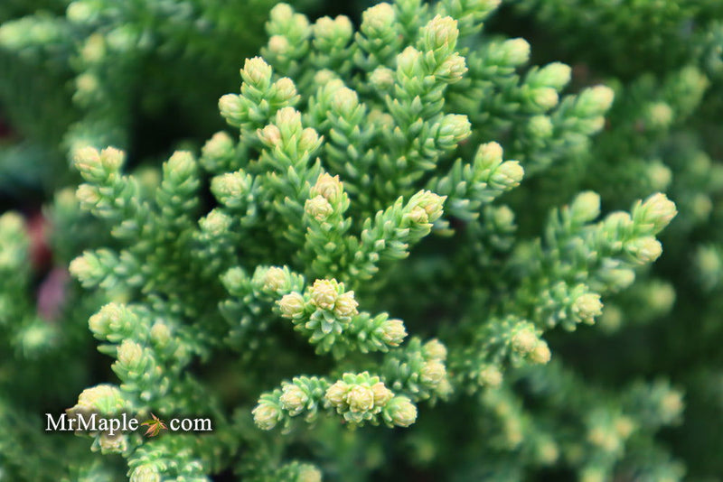 - Cryptomeria japonica 'Gifu' Dragon Prince™ Dwarf Japanese Cedar - Mr Maple │ Buy Japanese Maple Trees