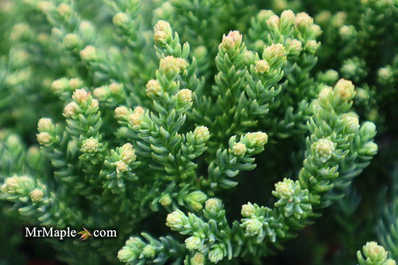 - Cryptomeria japonica 'Gifu' Dragon Prince™ Dwarf Japanese Cedar - Mr Maple │ Buy Japanese Maple Trees