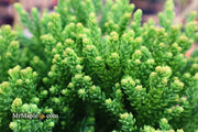 - Cryptomeria japonica 'Gifu' Dragon Prince™ Dwarf Japanese Cedar - Mr Maple │ Buy Japanese Maple Trees