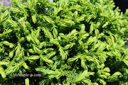 - Cryptomeria japonica 'Gifu' Dragon Prince™ Dwarf Japanese Cedar - Mr Maple │ Buy Japanese Maple Trees