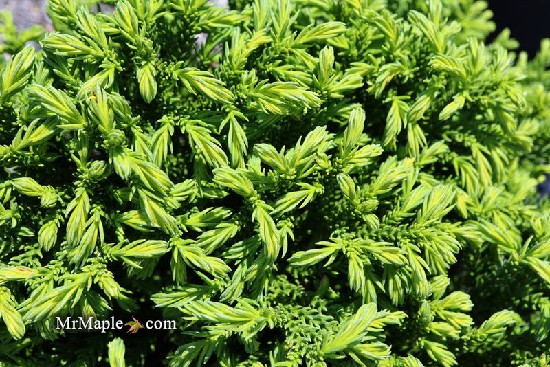- Cryptomeria japonica 'Gifu' Dragon Prince™ Dwarf Japanese Cedar - Mr Maple │ Buy Japanese Maple Trees