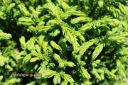 - Cryptomeria japonica 'Gifu' Dragon Prince™ Dwarf Japanese Cedar - Mr Maple │ Buy Japanese Maple Trees