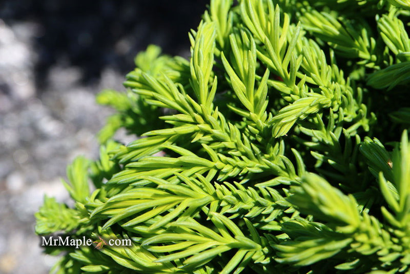 - Cryptomeria japonica 'Gifu' Dragon Prince™ Dwarf Japanese Cedar - Mr Maple │ Buy Japanese Maple Trees