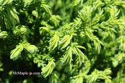 - Cryptomeria japonica 'Gifu' Dragon Prince™ Dwarf Japanese Cedar - Mr Maple │ Buy Japanese Maple Trees