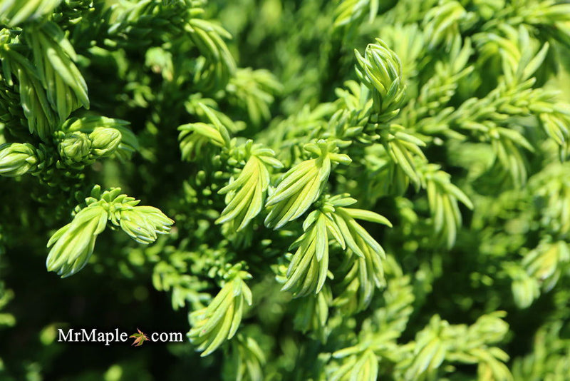 - Cryptomeria japonica 'Gifu' Dragon Prince™ Dwarf Japanese Cedar - Mr Maple │ Buy Japanese Maple Trees