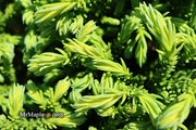 - Cryptomeria japonica 'Gifu' Dragon Prince™ Dwarf Japanese Cedar - Mr Maple │ Buy Japanese Maple Trees