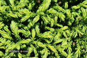 - Cryptomeria japonica 'Gifu' Dragon Prince™ Dwarf Japanese Cedar - Mr Maple │ Buy Japanese Maple Trees