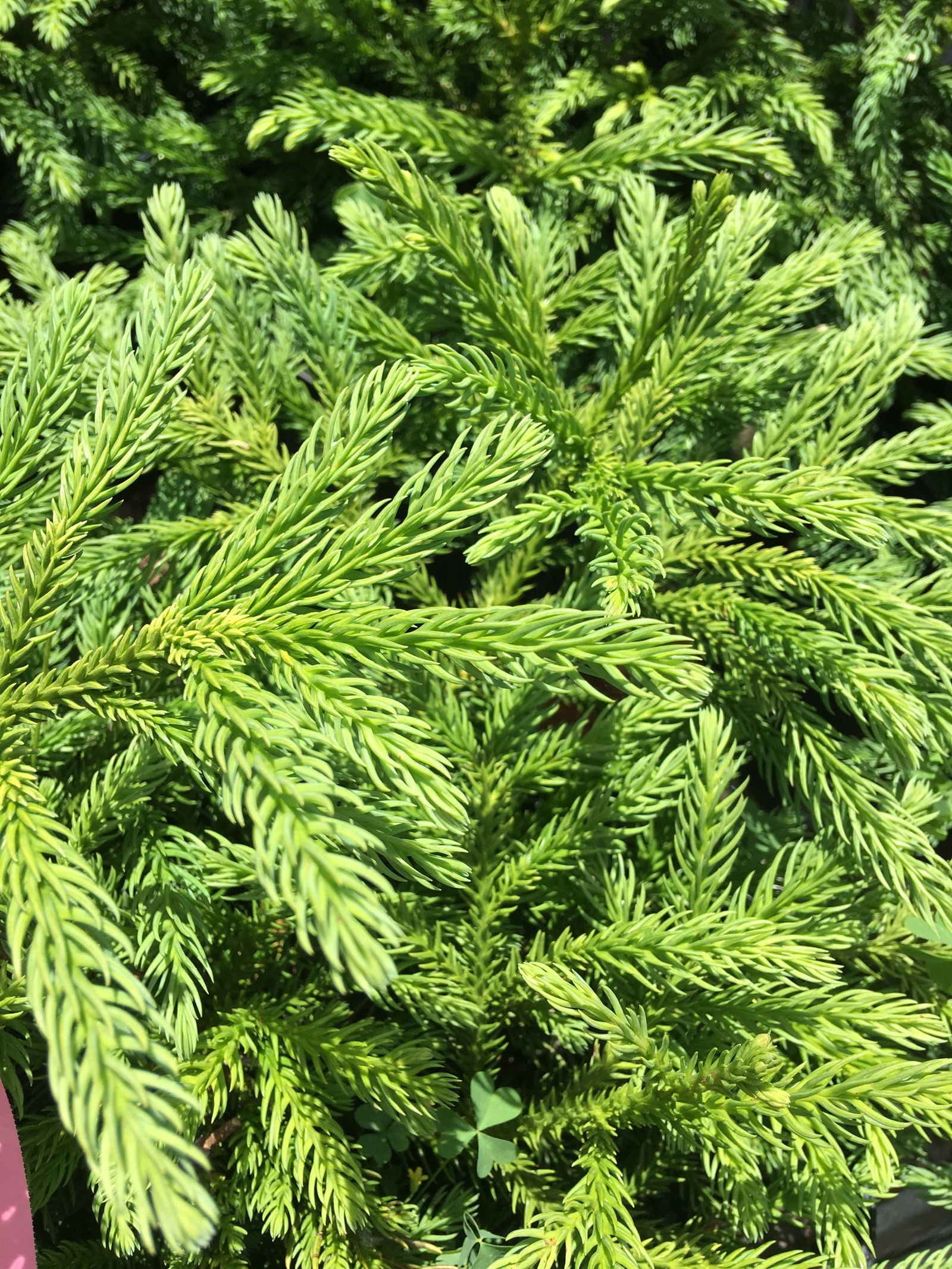 Buy Cryptomeria japonica 'Giokumo' Dwarf Japanese Cedar — Mr Maple