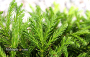 - Cryptomeria japonica 'Globosa Nana' Dwarf Japanese Cedar - Mr Maple │ Buy Japanese Maple Trees