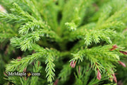 - Cryptomeria japonica 'Globosa Nana' Dwarf Japanese Cedar - Mr Maple │ Buy Japanese Maple Trees