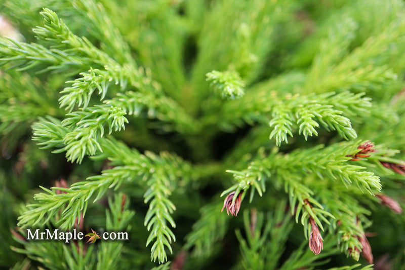 - Cryptomeria japonica 'Globosa Nana' Dwarf Japanese Cedar - Mr Maple │ Buy Japanese Maple Trees