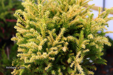 - Cryptomeria japonica 'Golden Promise' Golden Dwarf Japanese Cedar - Mr Maple │ Buy Japanese Maple Trees