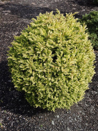 - Cryptomeria japonica 'Golden Promise' Golden Dwarf Japanese Cedar - Mr Maple │ Buy Japanese Maple Trees