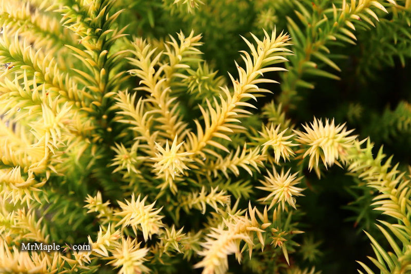 - Cryptomeria japonica 'Golden Promise' Golden Dwarf Japanese Cedar - Mr Maple │ Buy Japanese Maple Trees