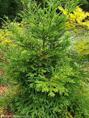 - Cryptomeria japonica 'Gyokuryu' Pyramidal Japanese Cedar - Mr Maple │ Buy Japanese Maple Trees