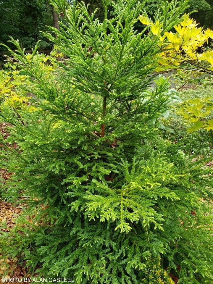 - Cryptomeria japonica 'Gyokuryu' Pyramidal Japanese Cedar - Mr Maple │ Buy Japanese Maple Trees