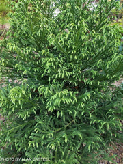 - Cryptomeria japonica 'Gyokuryu' Pyramidal Japanese Cedar - Mr Maple │ Buy Japanese Maple Trees