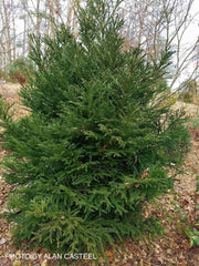 - Cryptomeria japonica 'Gyokuryu' Pyramidal Japanese Cedar - Mr Maple │ Buy Japanese Maple Trees