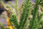 - Cryptomeria japonica 'Gyokuryu' Pyramidal Japanese Cedar - Mr Maple │ Buy Japanese Maple Trees