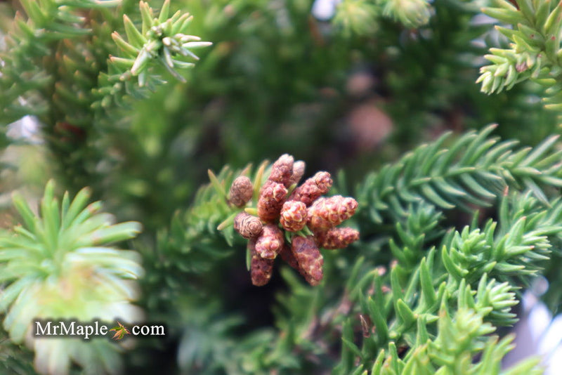- Cryptomeria japonica 'Gyokuryu' Pyramidal Japanese Cedar - Mr Maple │ Buy Japanese Maple Trees