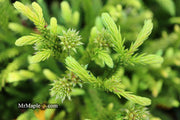 - Cryptomeria japonica 'Gyokuryu' Pyramidal Japanese Cedar - Mr Maple │ Buy Japanese Maple Trees