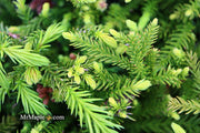 - Cryptomeria japonica 'Gyokuryu' Pyramidal Japanese Cedar - Mr Maple │ Buy Japanese Maple Trees