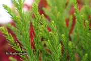- Cryptomeria japonica 'Kitayama' Dwarf Japanese Cedar - Mr Maple │ Buy Japanese Maple Trees
